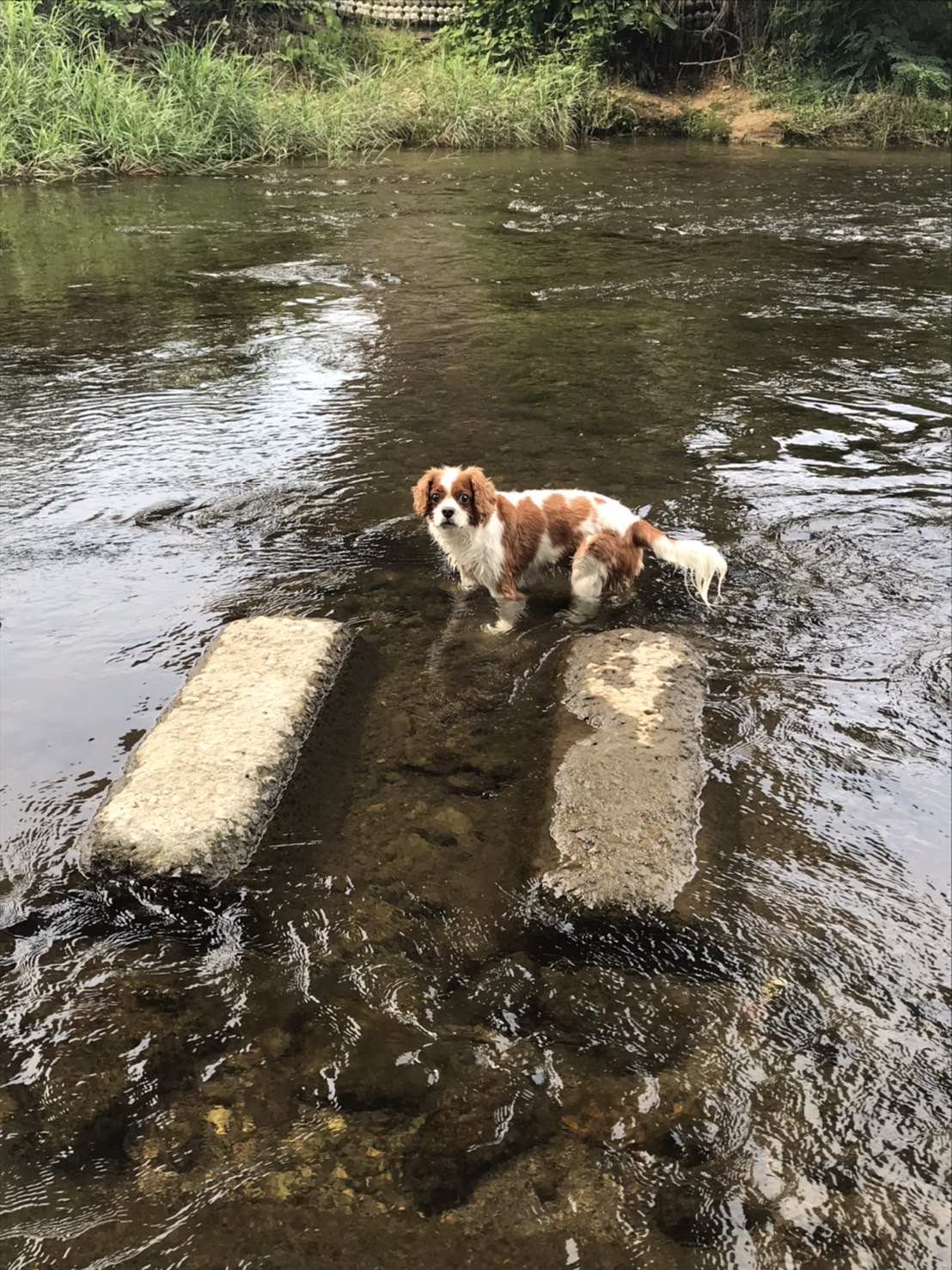 愛犬とのとある一日