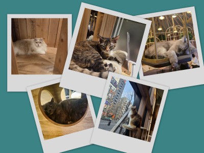 初☆猫カフェ